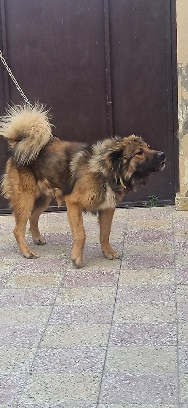 alabay itleri: Qafqaz çoban iti, 2 il, Erkek — 6