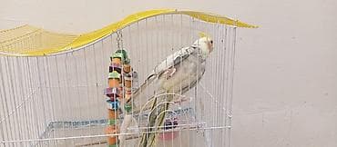 bakida it satisi: Karella erkək Tam ruçnoy əl quşudur. Xüsusiyyətlər: - Qəfəs: ağ metal — 7