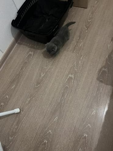 samoyed balasi satilir: Erkək, Dişi, Yaxşı əllərə, Ünvandan götürmə, Ödənişli çatdırılma — 4