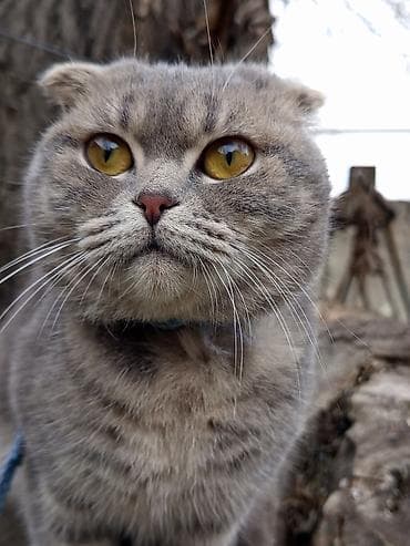 Pişiklər: Şotland, Dişi — 7