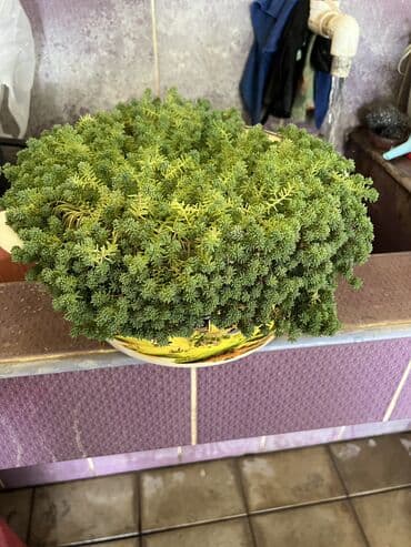 yumru xalça: Xalça — 15