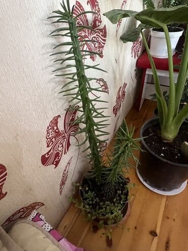 подарки из дерева: Ковер — 82