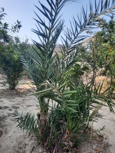 Salam, gördüyünüz xurma ağacları satılır. Qiymət razılaşma yolu ilə