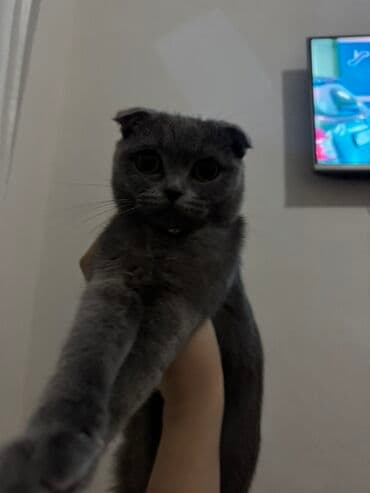 şotland pişik: Şotland yastı qulaq — 1