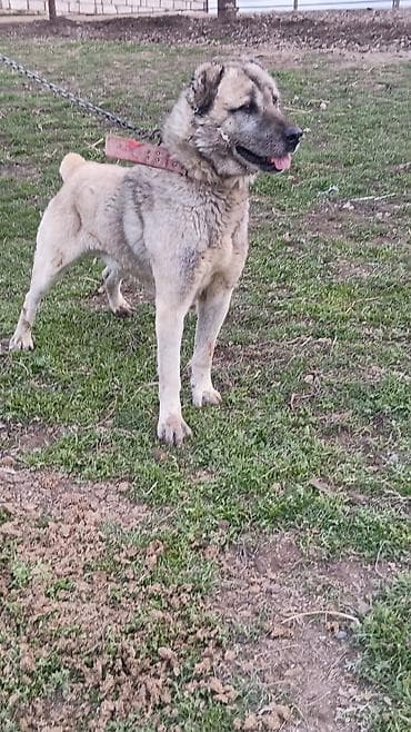 bakida cins ineklerin satisi: Kanqal, 5 il, Erkek, Peyvəndli, Ünvandan götürmə — 2