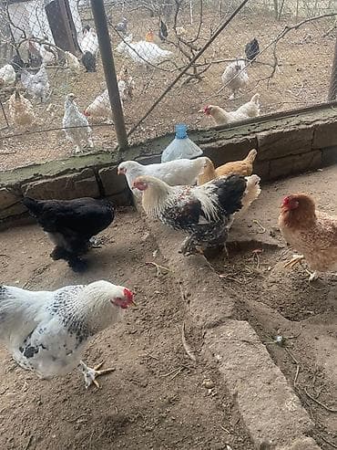 ari mumu satilir: Qarisiq Brama xoruzlar Qiymetler:35-60 - Ayaqları lələklı, iri — 6