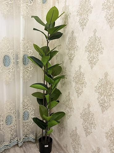 guller: Süni dekorativ kauçuk ağacı (Ficus elastica) – qapalı məkanlar üçün — 3