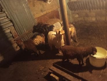 qoyun satışı: HEYVANLAR TƏCİLİ SATILIR ANA BALA QOYUN TƏK QUZULAR BİRİ ERKEK BİRİ — 4