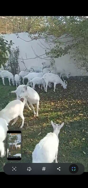 alpine yağları qiymetleri: Dişi, Zanen, il: 2, 40 kq, Südlük, Ünvandan götürmə — 3