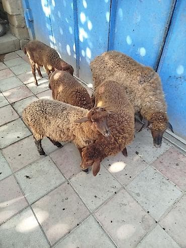 Məhsul: Qoyun-quzu sürüsü Təsvir: - Şəkillərdə görünən 5 baş qəhvəyi lalafo.az -da Məhsul: Qoyun-quzu sürüsü Təsvir: - Şəkillərdə görünən 5 baş qəhvəyi