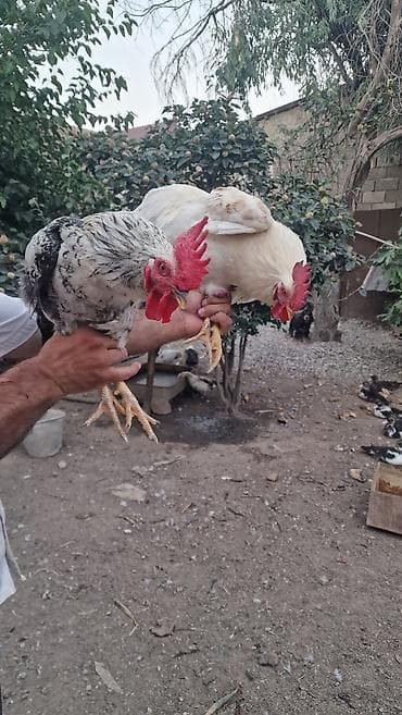 cucə və xoruz: Məhsul: Ev təsərrüfatı üçün xoruzlar 2 eded xoruz.bu ilindi Təsvir:2 — 3