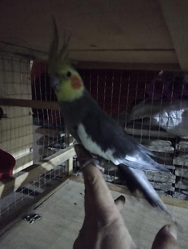 ababil quşu: Salam El quwuda var icinde 2 dene ikside erkekdi onlarin qiymeti — 8