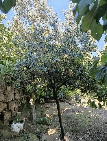 bitki guli: BÖYÜK ENDİRİM😍Zeytun ağacı (meyvə verən sort) Təsvir: - Sağlam, güclü — 1