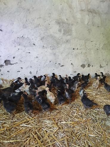 tap az goyercinler: 25 günlük Seçmə kənd cücələri satılır, tam sağlam, superaktiv — 3