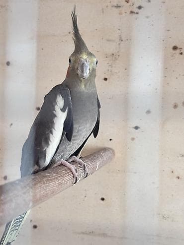 Птицы: Fişer korela cütdü ikisidə boş boşuna qiymət öldürənər yazmasın 160 — 9