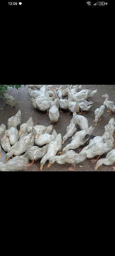 ucuz toyuq satisi: 15azn çox goturene endirim olacağ Pekin ordeklerdi — 2