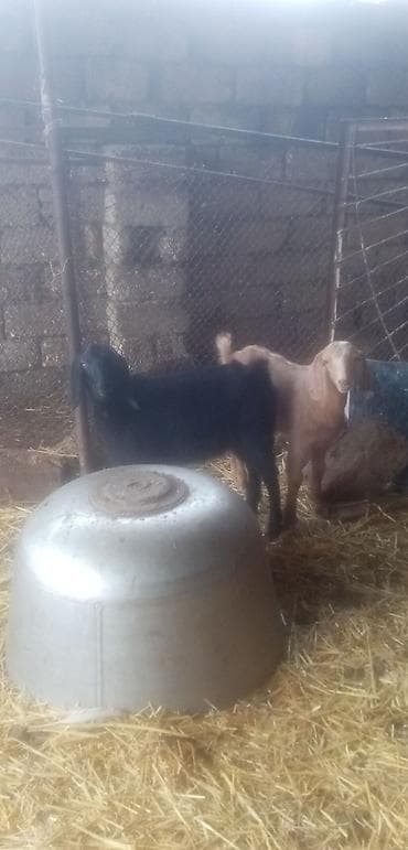 ereb kecisi: Salam saglam arpa yonca yeyen heyvanlardı real alıcılar zeng vursun — 2