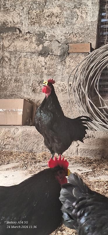 qara quyruq: Qara rəngli Alman Australorp xoruzu (tünd, parlaq lələklər) Təsvir: - — 5