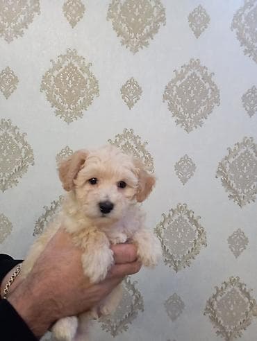 maraqli it adlari: Pudel, Peyvəndli — 8