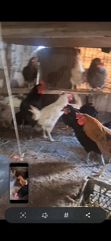 lalafo. az qoyunlarin satisi: Temiz avstrolop beceleri satilir 8 9 ayliq heyvanardi yerim dardi — 4