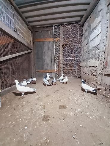 heyvanlar quslar: Göyərçinlər — 4