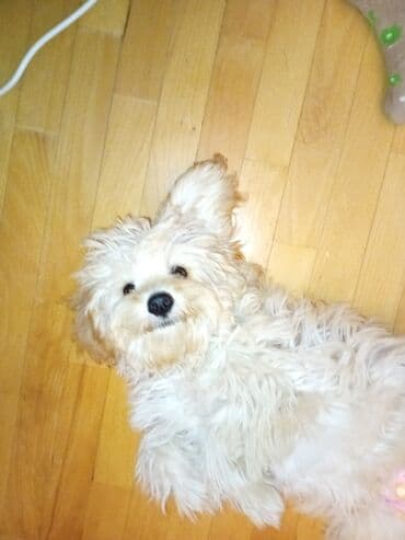 мальтийская болонка цена в баку: Təmiz sort Maltes.Peyvəndləri vurulub,qurd dərmanı,bit dərmanı — 3