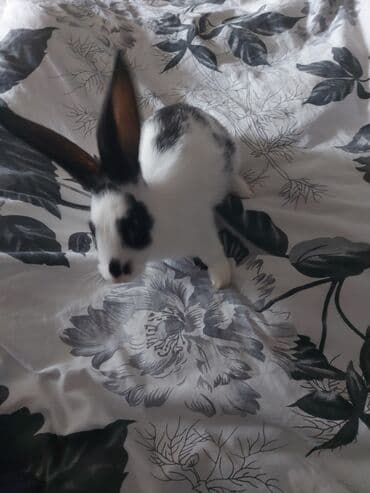 Hinduşka: Ev dovşanı – ağ-qara ləkəli, uzunqulaq, zərif miniatür tip — 3