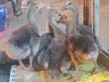Qaz balaları – ev quşçuluğu üçün - Növ: qaz balası (gosling) -