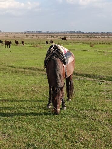 Dişi, il: 7, Ünvandan götürmə
