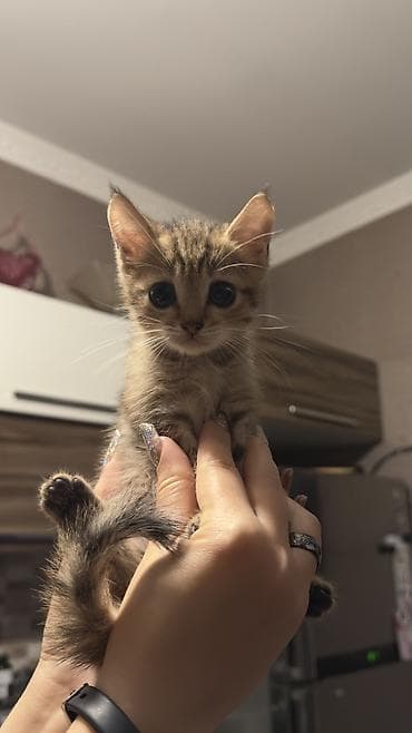Tabbi, Erkək