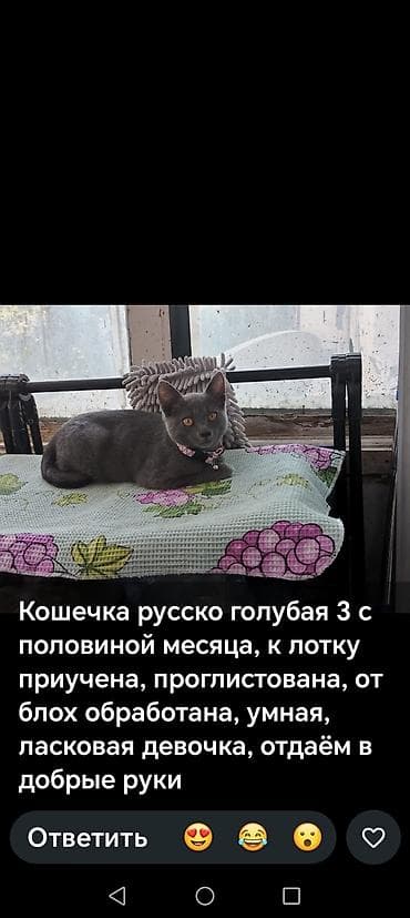Rus mavi, Dişi, Yaxşı əllərə lalafo.az -da Rus mavi, Dişi, Yaxşı əllərə