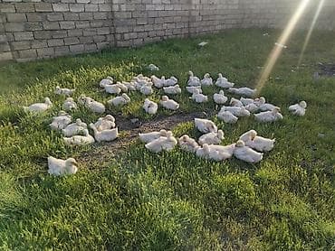 Гуси: Ağ rəngli cücələr – qaz balaları (qaz pişkaları) - Növ: ev qazi - — 3