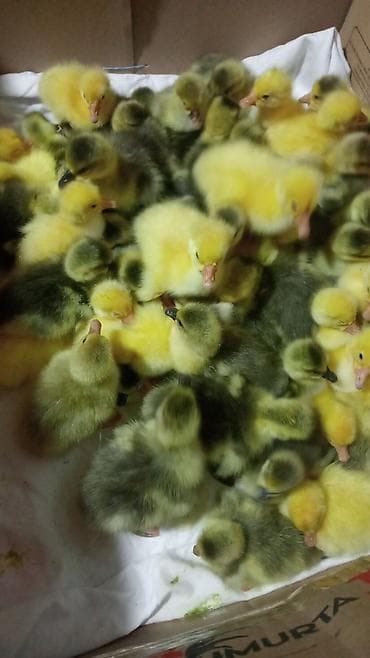 cins qaz: Satılır: qaz balaları (cücə qazlar) - Cins: yerli qaz - Yaş: yeni — 1