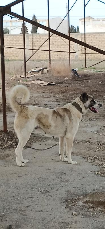 Qurdbasar, 1 il, Dişi, Peyvəndli, Ödənişli çatdırılma