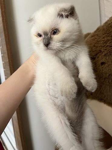 şotland pişiyi ağ: Şotland, Dişi, Ünvandan götürmə, Pulsuz çatdırılma — 1