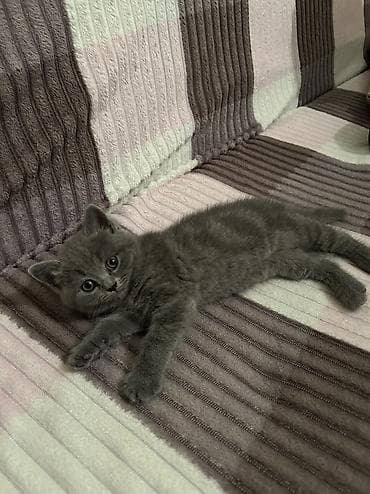 Britan, Dişi, Yaxşı əllərə — 2