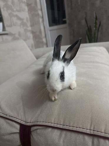 Ev üçün dekorativ dovşan - Cins: dekorativ/mini dovşan (kiçik ölçülü)