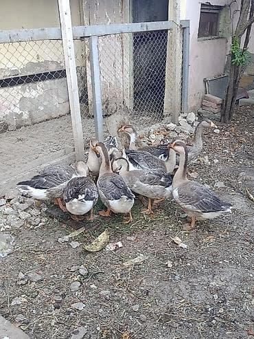 Salam.Sağlam Yerli Bu ilki Qazlar.Ünvan Binəqədi DSK yolu lalafo.az -da Salam.Sağlam Yerli Bu ilki Qazlar.Ünvan Binəqədi DSK yolu