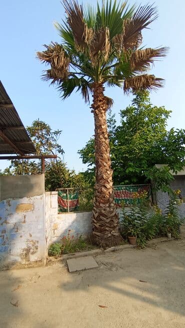 ev gülleri ve adları: Palma ağacı — 1