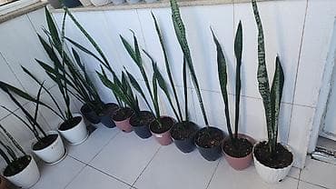 Hər biri 10 manata. Dipcəklə bir yerdə. Sansevieria (Peyğəmbər