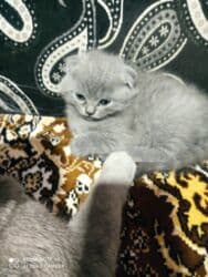 Информатика: Шотландская, Самец, Самка, Самовывоз at lalafo.az — 6 Информатика: Шотландская, Самец, Самка, Самовывоз — 6