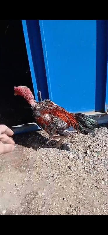 ördək neçə günə bala çıxarır: Heyratı xoruzu doyus videosu var isteyene atilacaq — 1