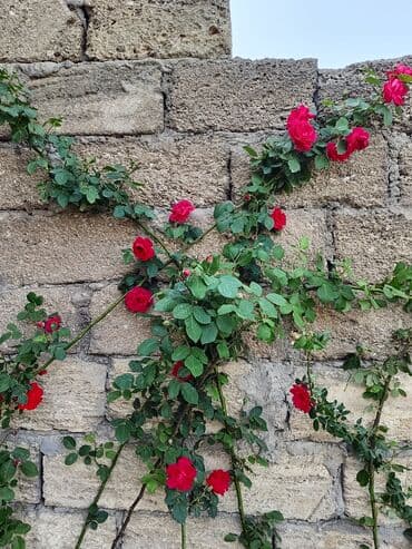 helba bitkisi faydaları: Qızıl güllər dipçək gülləri həmişə yaşıl kolları zəhmət olmasa — 1
