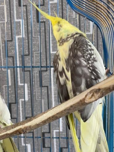 danişan quş: Salam. ENDİRİMLƏR🦜🐦 Qiymət dənə düşməmişlər 35 m başlayır — 3