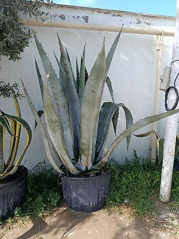 Böyük ölçülü agava bitkisi (Agave americana) – qara plastik dibçəklə