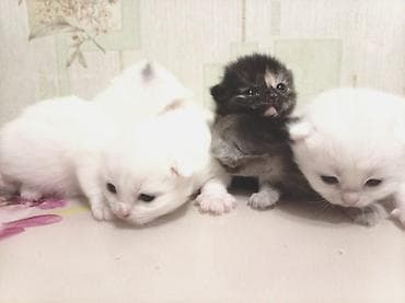 Pişiklər: Sevimli pişik balaları - Bir neçə yeni doğulmuş pişik balası — 6