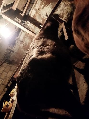 xoruz satisi: Dişi, il: 1, 1 kq, Damazlıq, Ünvandan götürmə — 4