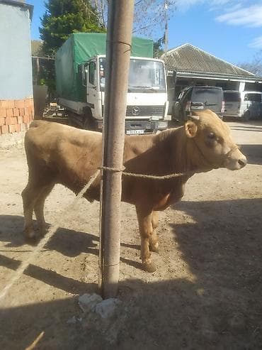 keçi: Inəklər, öküzlər — 6