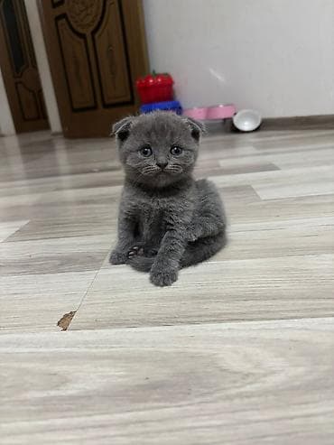 erkey pisik adlari: Şotland — 7