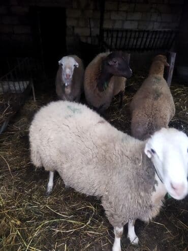 cins ineklerin satisi: Qoyunlar satılır – yerli təsərrüfatdan - Növ: qarışıq rəngli ət-yun — 2